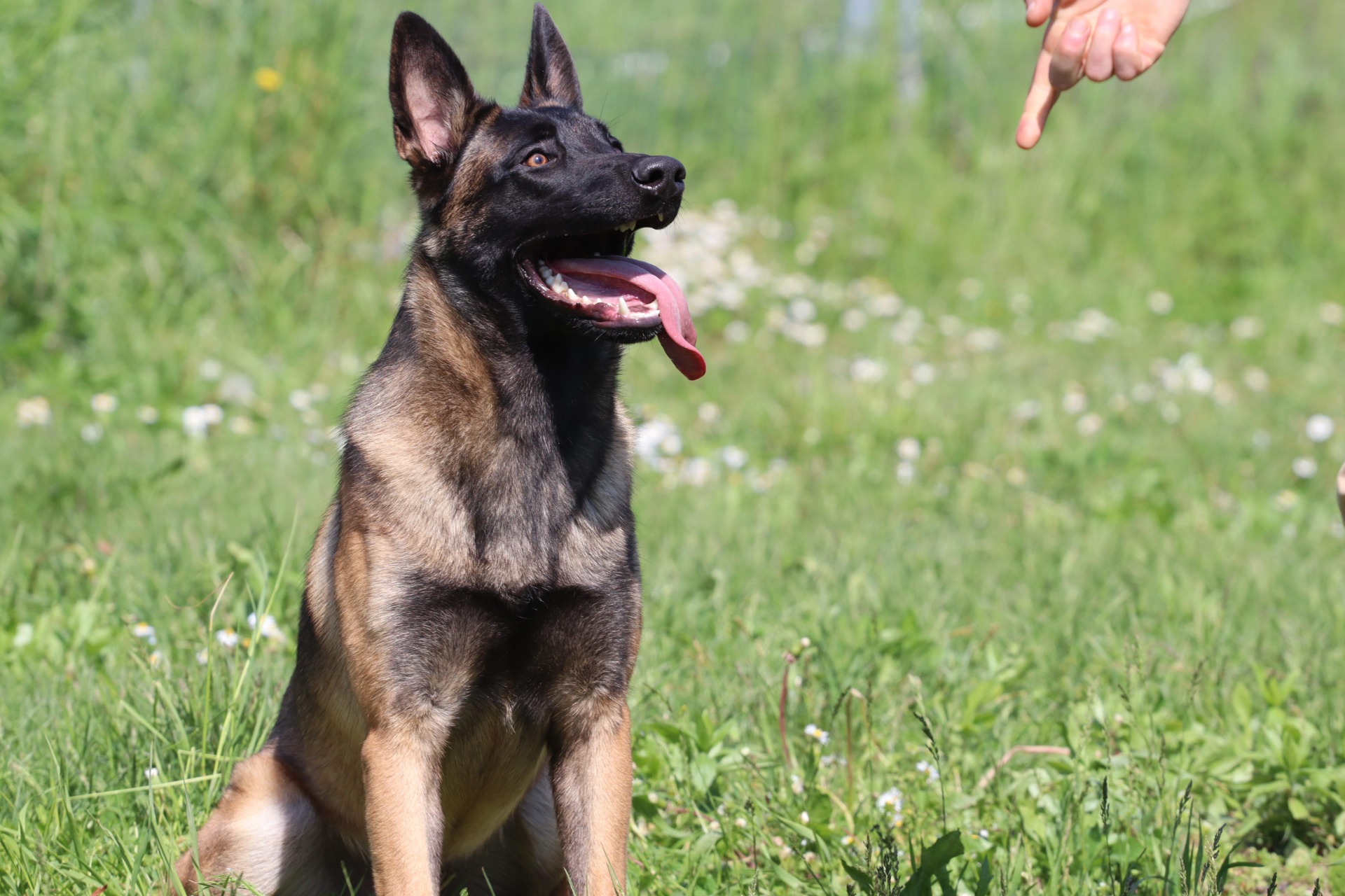 Addestramento Pastore Belga Malinois