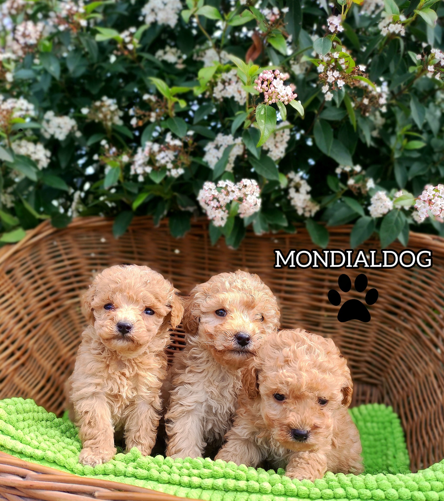 Allevamento Maltipoo in provincia di Bergamo